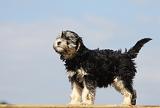 PETIT CHIEN LION 174